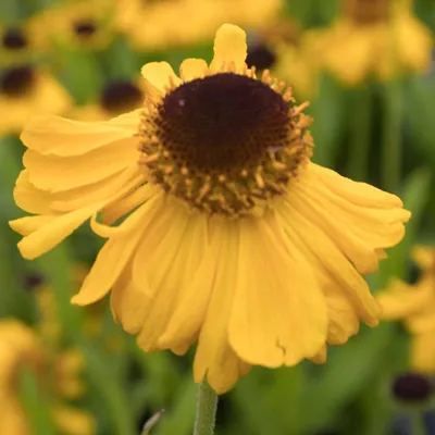 Immagine prodotto di 6 x Helenium  - Helenium bigelovii 'The Bishop'  | Vaso 9 cm x 9 cm