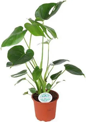 Obrázok produktu pre Krásna listová rastlina Monstera Deliciosa, izbová rastlina, Ø 14 cm, výška 45 cm, dekorácia