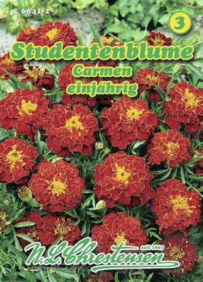 Produktbild von Studentenblume Carmen | Studentenblumensamen von N.L. Chrestensen