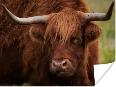 Produktbild von MuchoWow® Poster Schottischer Highlander - Orange - Tiere 160x120 cm - Foto Plakat