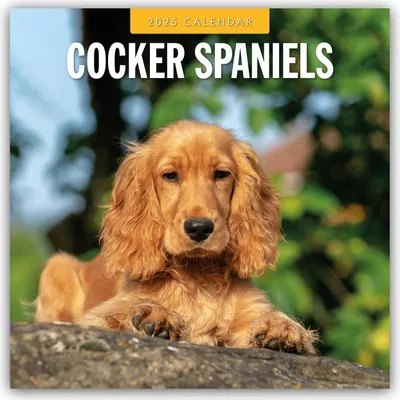 Produktbild von Cocker Spaniels - Cocker Spaniel 2025 - 16-Monatskalender