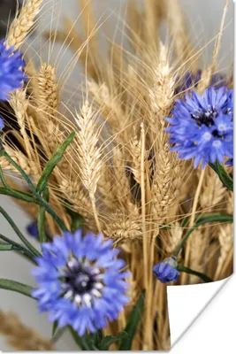 Produktbild von MuchoWow® Poster Getrocknete Blumen - Getreide - Stilleben 60x90 cm - Wanddekoration