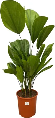 A potted Fächerpalme (Licuala Grandis) plant with large fan-shaped leaves.
