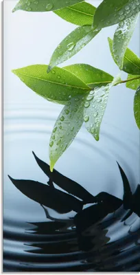 Produktbild von ARTland Glasbild Pflanze und Wasser Größe: 30x60 cm