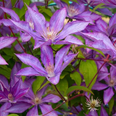 Obrázok produktu pre 2 x plamienok - Clematis 'Bagatelle' (=Dorothy Walton) | 50-60 cm v kontajneri
