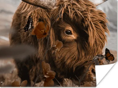 Produktbild von MuchoWow® Poster Schottische Highlander - Blumen - Schmetterlinge 160x120 cm - Foto Plakat