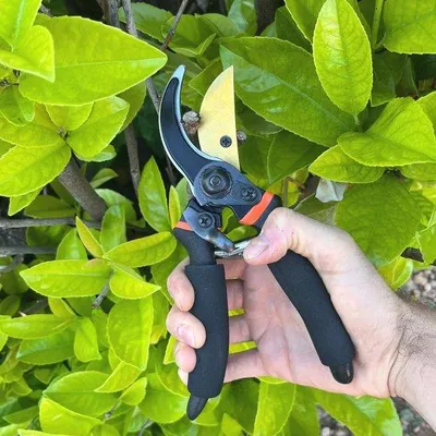 Produktbild von Garten- und Bonsaischere 22 mm Schnittbreite