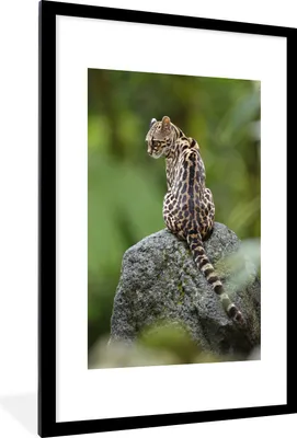 Produktbild von MuchoWow® MuchoWow® Gerahmtes Poster Baumkatze auf Stein 60x90 cm - Poster mit zchwarzem Bilderrahmen - Dekoration - Wandposter Wohnzimmer - Hochwertig