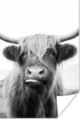 Produktbild von MuchoWow® Poster Tiere - Schottischer Highlander - Kuh - Schwarz - Weiß 40x60 cm - Plakate für die Wand - Poster Babyzimmer