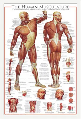 Produktbild von Educational - Bildung - Poster - The Muscular System + Wechselrahmen, Shinsuke® Maxi MDF weiss, Acryl-Scheibe