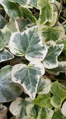 Image de Hedera helix 'Glacier' / Lierre commun panaché