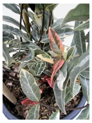 Produktbild von Buntlaubiger Sternjasmin - Rarität