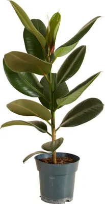 Produktbild von Bloomique - Ficus Elastica Robusta - Gummibaum - Zimmerpflanzen - Luftreinigend - Pflegeleicht - Höhe 50-60 cm - Topf 17 cm