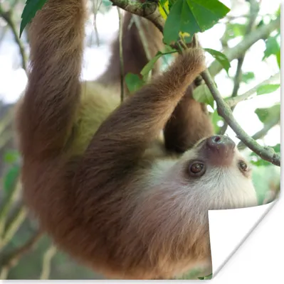 Produktbild von MuchoWow® Poster Babyfaultier im Regenwald von Costa Rica 50x50 cm - Wohnzimmerdekoration
