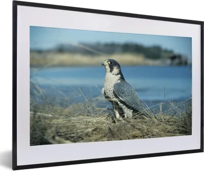 Produktbild von MuchoWow® MuchoWow® Gerahmtes Poster Wanderfalke - Wasser - Raubvogel 60x40 cm - Poster mit zchwarzem Bilderrahmen - Schlafzimmer - Plakat in Rahmen - Drucken
