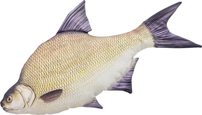 Immagine prodotto di Gaby peluche pesce cuscino peluche peluche peluche pesce idea regalo orata 65cm