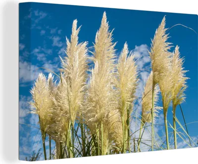 Produktbild von OneMillionCanvasses® - Leinwandbilder - 140x90 cm, Pampasgras - Pflanze - Natur, Wandbilder Kunstdruck Wanddekoration - Foto auf Leinwand - Gemälde auf Holzrahmen