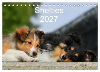 Produktbild von Shelties 2027 (Tischkalender 2027 DIN A5 quer), CALVENDO Monatskalender