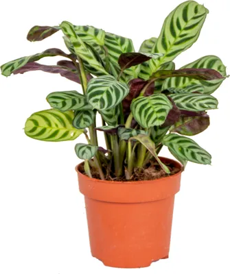 Produktbild von Bloomique - Ctenanthe Burle-Marxii - Gebetspflanze - Zimmerpflanzen - Tierfreundlich - Luftreinigend - 20-30 cm Hoch - Topf 12 cm