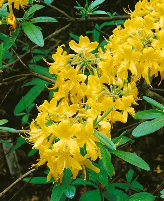 Produktbild von Rhododendron lutescens, gelb blühend, 30–40 cm
