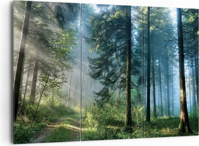 Produktbild von Bild auf Leinwand - Leinwandbild - 3 Teile - Wald Dämmerung die Sonne - 165x110cm - Wand Bild - Wanddeko - Wandbilder - Leinwanddruck - Bilder - Wanddekoration - Leinwand bilder - CE165x110-4398