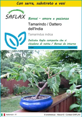 Immagine prodotto di SAFLAX Insieme di coltivazione - Tamarindo / Dattero dell'India - 4 semi - Tamarindus