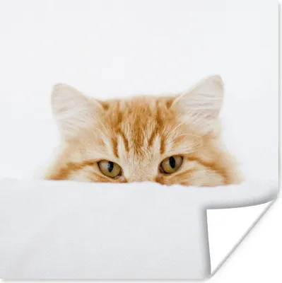 Produktbild von MuchoWow® Poster Katze - Rot - Weiß - Mädchen - Jungen - Kind 50x50 cm - Wohnzimmerdekoration