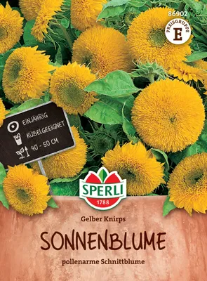Artikelbild 2 von 'Zwerg-Sonnenblume Gelber Knirps' aus der Kategorie Sonnenblumensamen