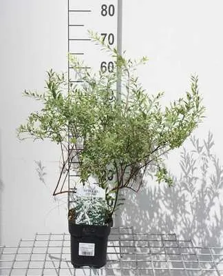 Zdjęcie produktu dla Spiraea cinerea 'Grefsheim' - Brautspiere 60-80 cm - Pojemnik