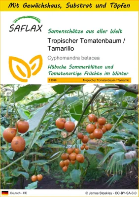 Produktbild von SAFLAX Anzucht Set - Tropischer Tomatenbaum / Tamarillo - Cyphomandra betacea - 50 Samen - Mit Mini-Gewächshaus, Anzuchtsubstrat und 2 Töpfen