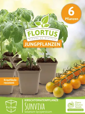 Artikelbild 7 von 'Kirschtomatenpflanze Sunviva' aus der Kategorie Kirschtomatenpflanzen