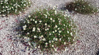 Image de Erigeron karvinskianus 'Blütenmeer' / Pâquerette des murailles