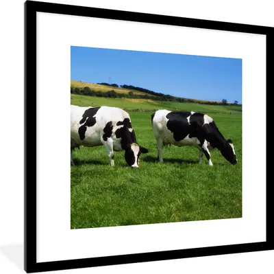 Produktbild von MuchoWow® Gerahmtes Poster Kühe - Tiere - Gras 40x40 cm - Poster mit Schwarzem Bilderrahmen Wandposter Rahmen Foto Bilder - Poster - Plakat im Rahmen