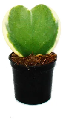 Produktbild von Hoya kerii - Herzblatt-Pflanze in zwei Farben - 6 cm Topf - Sukkulente