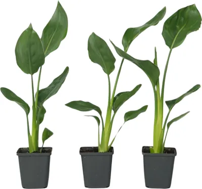 Zdjęcie produktu dla Strelicja - 3 szt - Strelitzia reginea - Wysokość 25-40cm - ⌀9cm