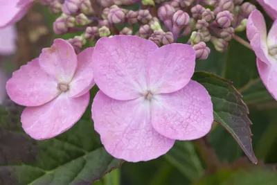 Produktbild von Hydrangea serrata 'Koreana', Hortensie, blau, 30–40 cm