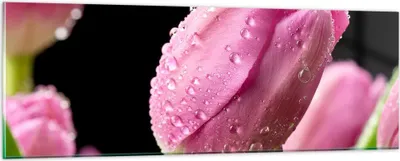 Produktbild von Bilder auf glas - Tulpe Blumen Tau - 90x30cm - Glasbilder - Wandbilder - Kunstdruck - zum Aufhängen bereit - Wanddekoration aus Glas - Glas Bilder - Wandbild auf Glas - Einteilig - GAB90x30-2483