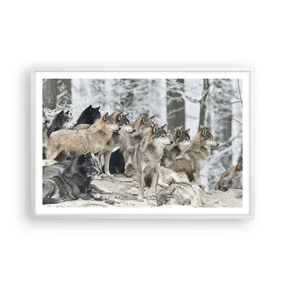 Produktbild von Gerahmtes Poster - Weißer Rahmen - Rudel Wölfe Winter - 91,5x61 cm - Wand Bild - Wanddeko - Wandbilder - Kunstposter - Wandposter - Bilderrahmen - Bilder - Kunstdruck - Wandbild - P2WAA91x61-4357