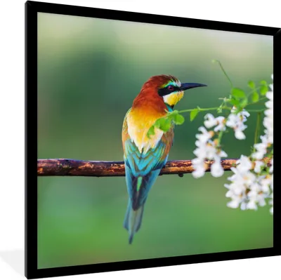 Produktbild von MuchoWow® Gerahmtes Poster Vogel - Bienenfresser - Blumen 40x40 cm - Poster mit Schwarzem Bilderrahmen Wandposter Rahmen Foto Bilder - Mit Rahmen - Wanddekoration Schlafzimmer