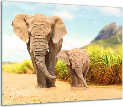 Produktbild von Herdabdeckplatten Glaskeramikkochfeld-Abdeckung Spritzschutz Glas 60x52cm Elefant