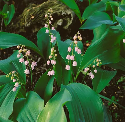 Produktbild von Convallaria majalis 'Rosea', Maiglöckchen, rosa, ca. 9x9 cm Topf