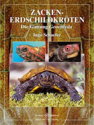 Obrázok produktu pre Zacken-Erdschildkröten