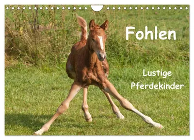 Produktbild von Fohlen - Lustige Pferdekinder (Wandkalender 2027 DIN A4 quer), CALVENDO Monatskalender