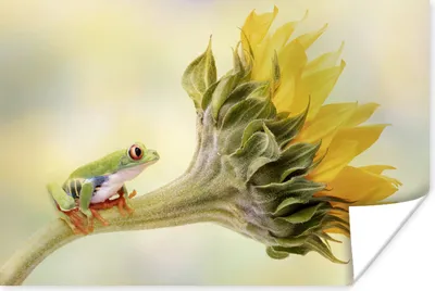 Produktbild von MuchoWow® Poster Sonnenblume - Tier - Frosch 90x60 cm - Schlafzimmer