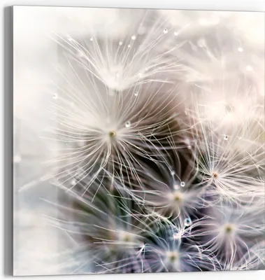 Produktbild von DEQORI Magnettafel Glas 30x30 cm 'Detailaufnahme Pusteblume' beschreibbar Whiteboard