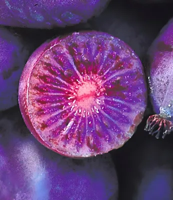 Produktbild von Kiwi 'Ken´s Red®', Pflanze im 9x9 cm-Topf, Actinidia arguta, Kletterpflanze, winterhart, mehrjährig, reiche Ernte an essbaren Früchten, Obst-Rarität, rot-violette Früchte