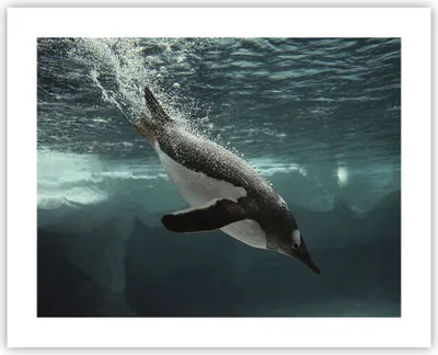 Produktbild von Poster - Poster ohne Rahmen - Tauchen Pinguin Gletscher - 50x40 cm - Wand Bild - Wanddeko - Wandbilder - Kunstposter - Wandposter - Bilder - Kunstdruck - Wanddekoration - Wandbild - P2XAA50x40-4189
