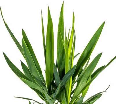 Produktbild von Yucca Elephantipes Riesen-Palmlilie Zimmerpflanze Ø19cm 70-90cm und pflegeleicht