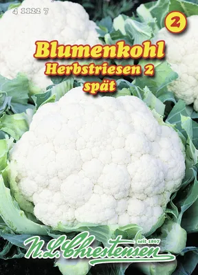 Produktbild von Blumenkohl Herbstriesen 2 | Blumenkohlsamen von N.L. Chrestensen