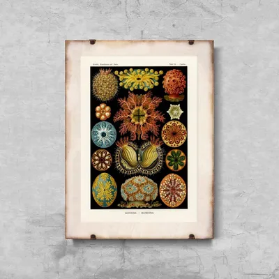 Produktbild von Poster - Canvas - Leinwand - 29,7 cm x 42 cm - Seetier Ascidiae Ernst Haeckel